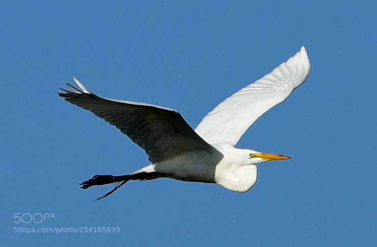 Canon EOS-1D X Mark II sample photo. 04-18-18-0013386.jpg photography