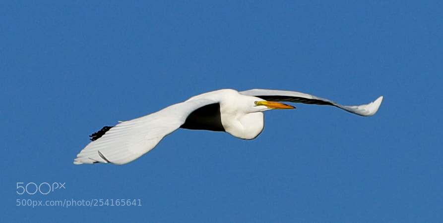 Canon EOS-1D X Mark II sample photo. 04-18-18-0013385.jpg photography