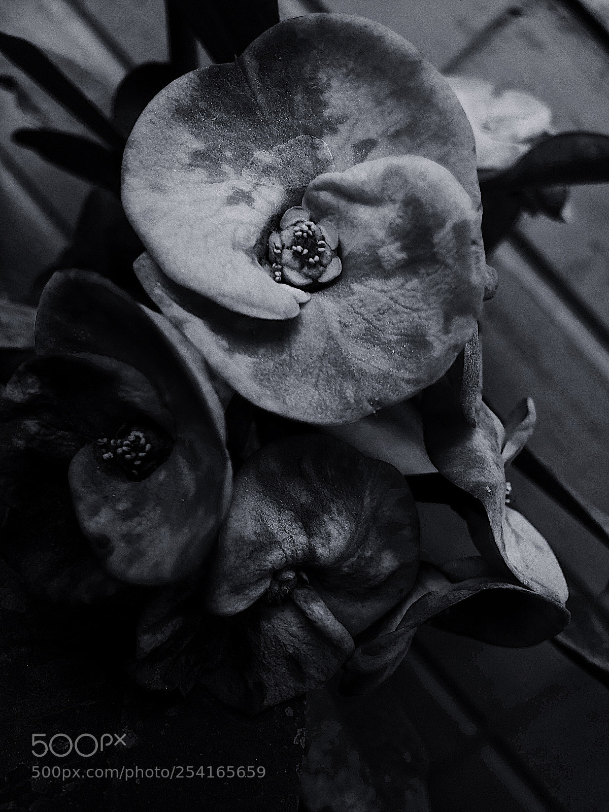 Apple iPhone 5s sample photo. Unexpected photography