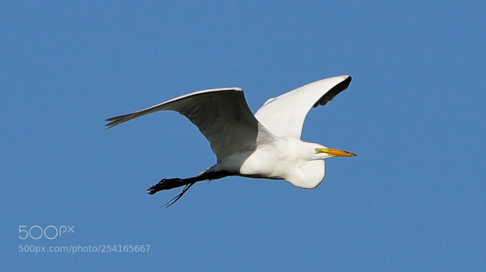 Canon EOS-1D X Mark II sample photo. 04-18-18-0013384.jpg photography