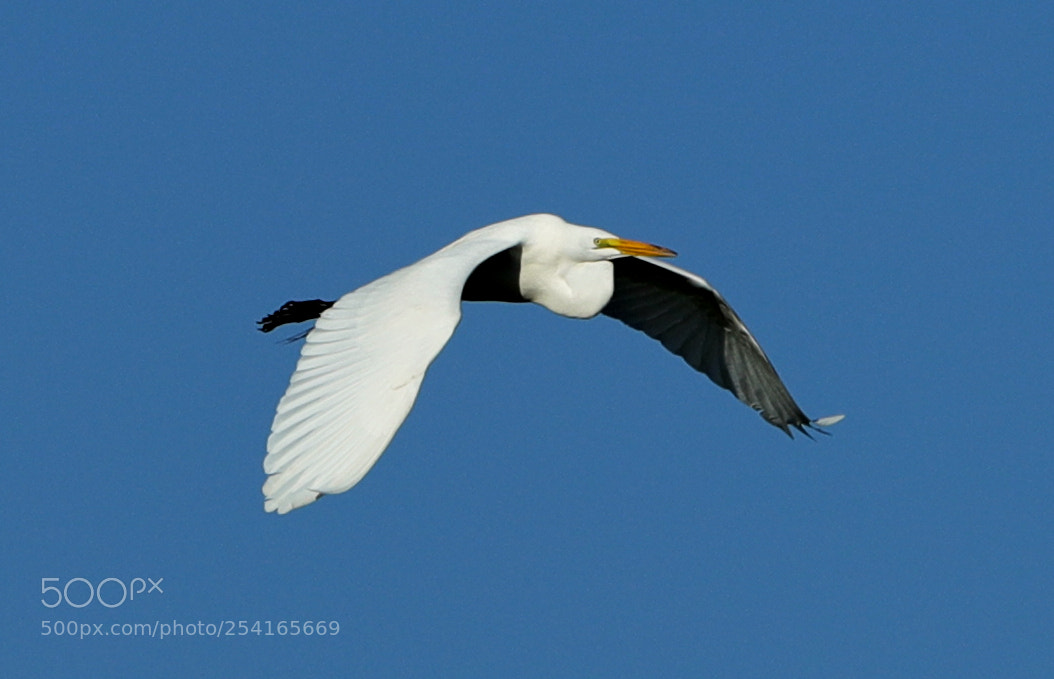 Canon EOS-1D X Mark II sample photo. 04-18-18-0013383.jpg photography