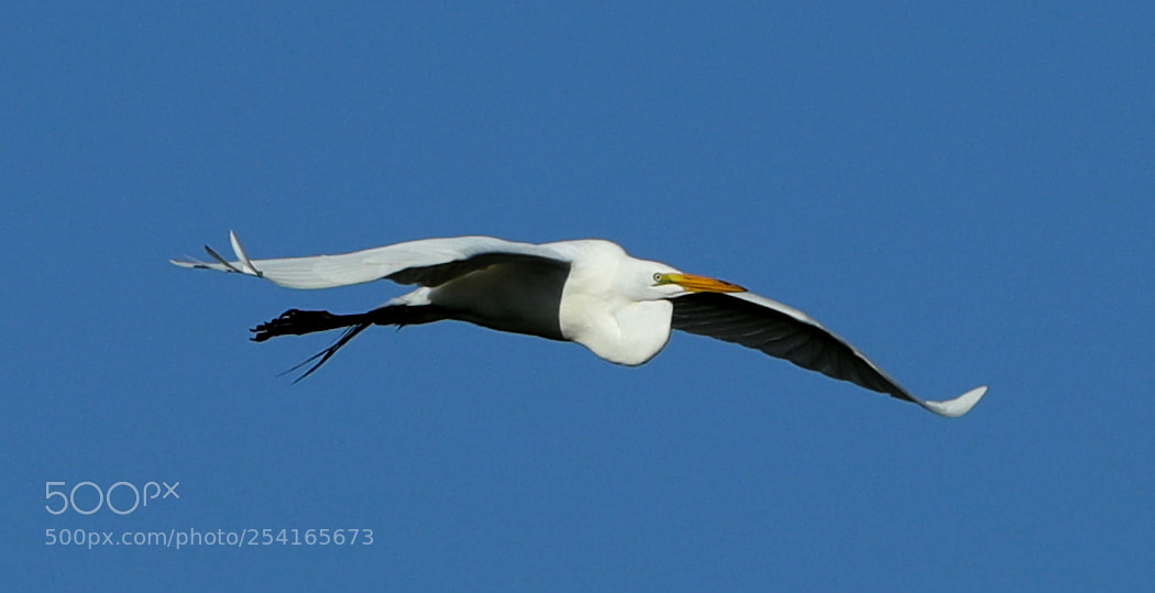 Canon EOS-1D X Mark II sample photo. 04-18-18-0013382.jpg photography
