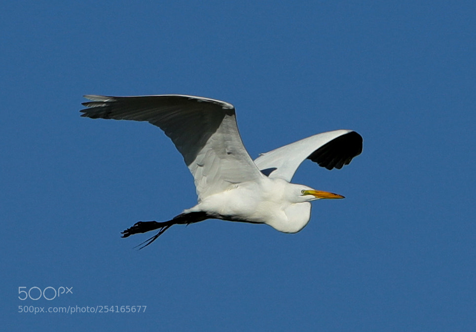 Canon EOS-1D X Mark II sample photo. 04-18-18-0013381.jpg photography