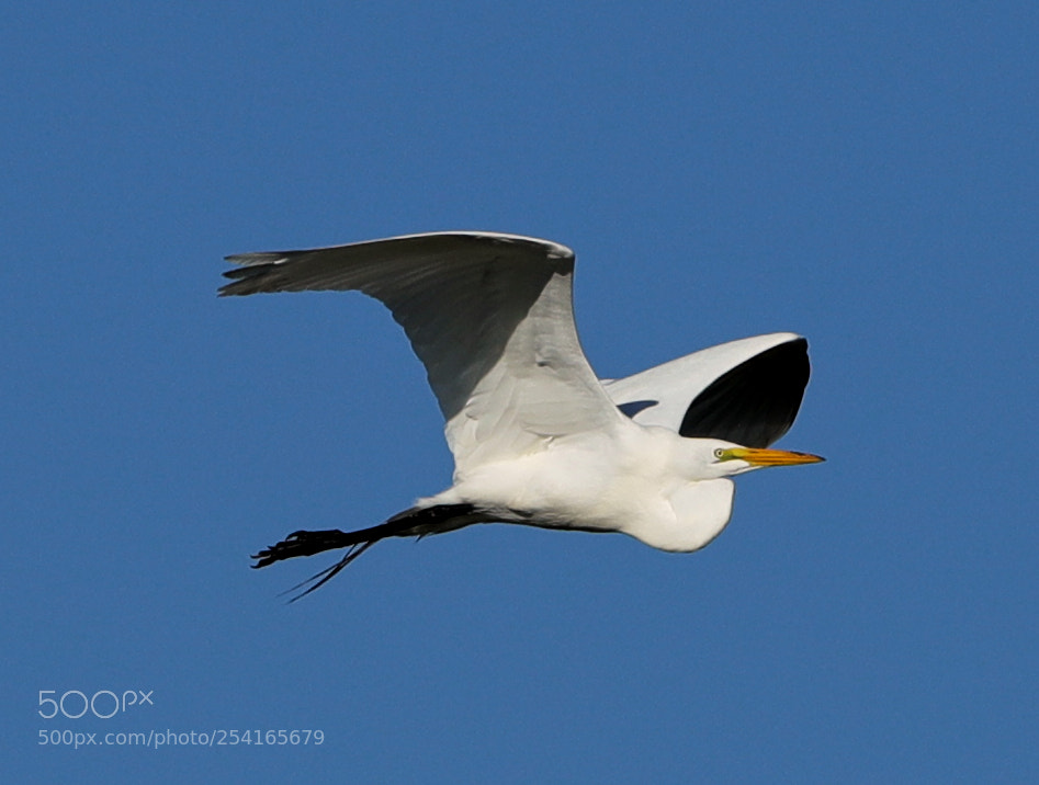 Canon EOS-1D X Mark II sample photo. 04-18-18-0013380.jpg photography