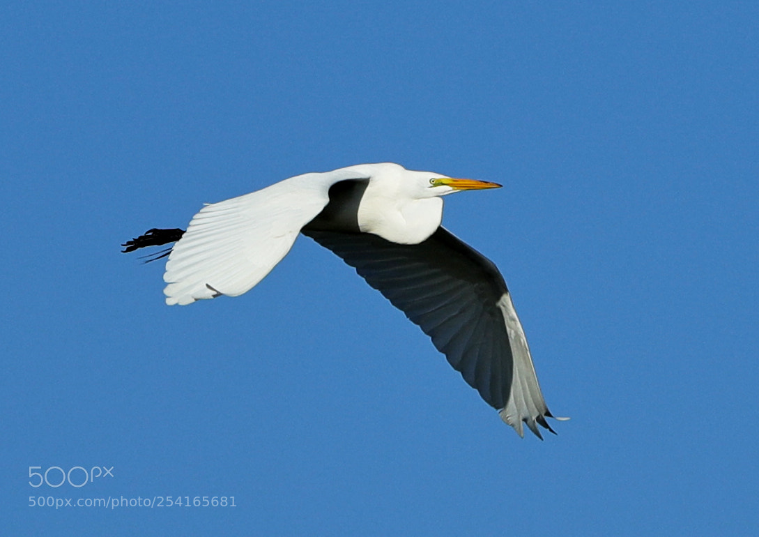 Canon EOS-1D X Mark II sample photo. 04-18-18-0013379.jpg photography
