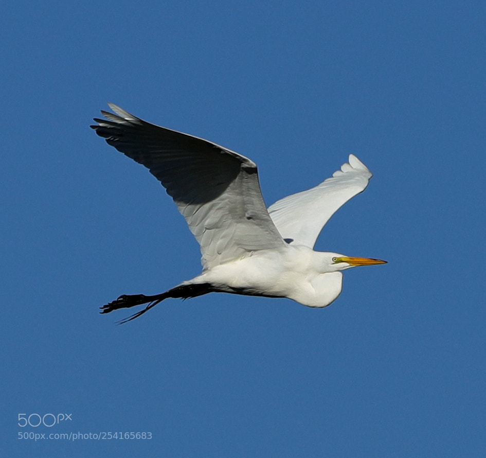 Canon EOS-1D X Mark II sample photo. 04-18-18-0013378.jpg photography