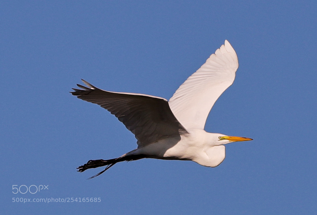 Canon EOS-1D X Mark II sample photo. 04-18-18-0013377.jpg photography