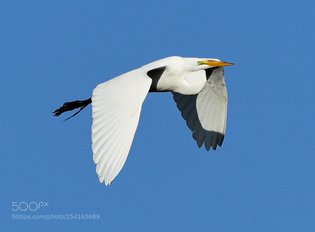 Canon EOS-1D X Mark II sample photo. 04-18-18-0013376.jpg photography