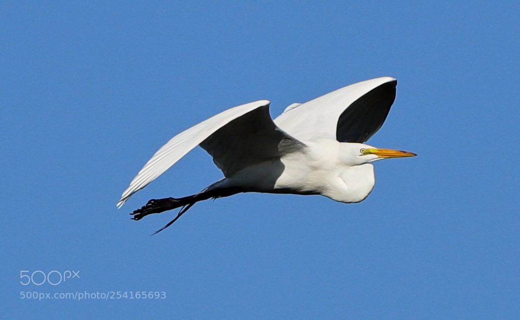 Canon EOS-1D X Mark II sample photo. 04-18-18-0013374.jpg photography