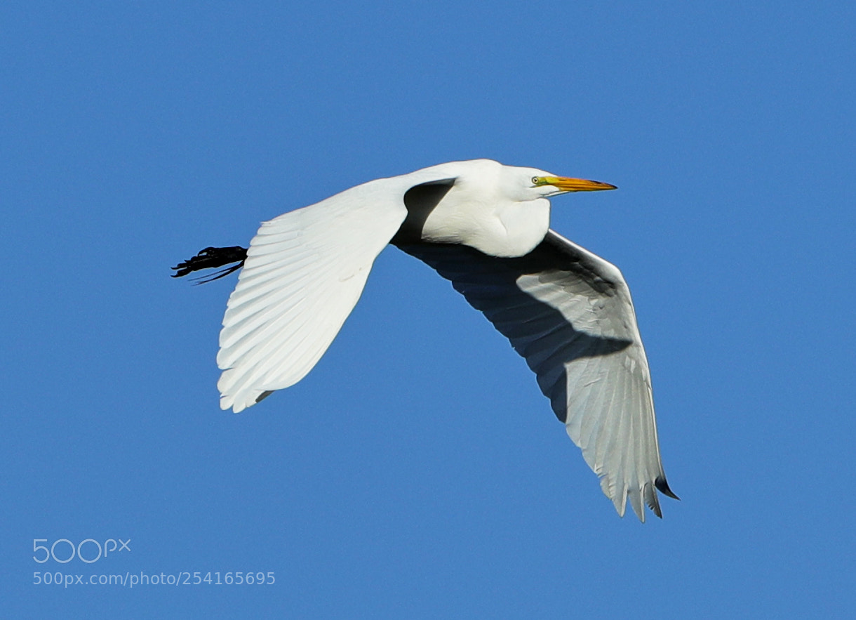 Canon EOS-1D X Mark II sample photo. 04-18-18-0013373.jpg photography