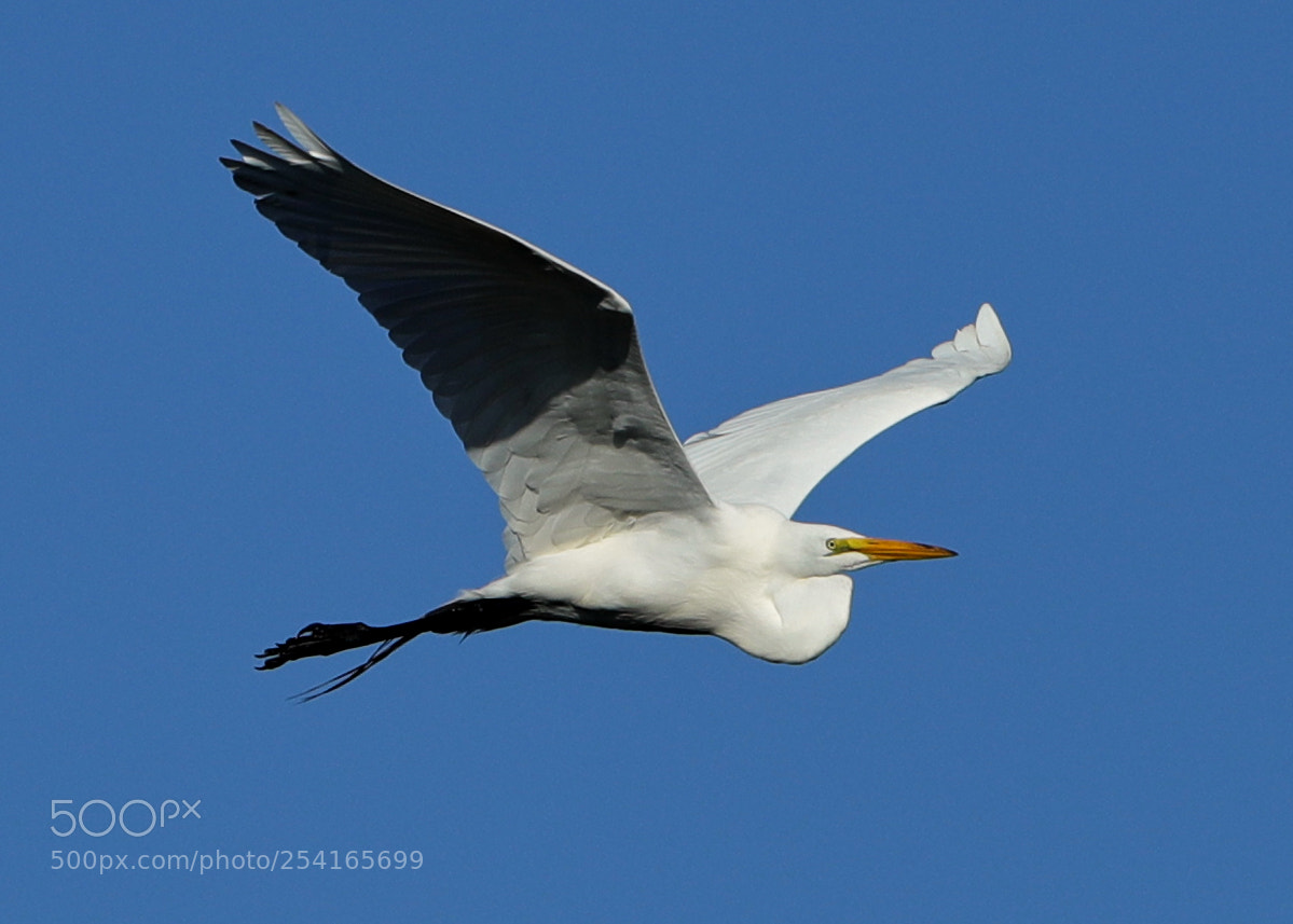 Canon EOS-1D X Mark II sample photo. 04-18-18-0013372.jpg photography