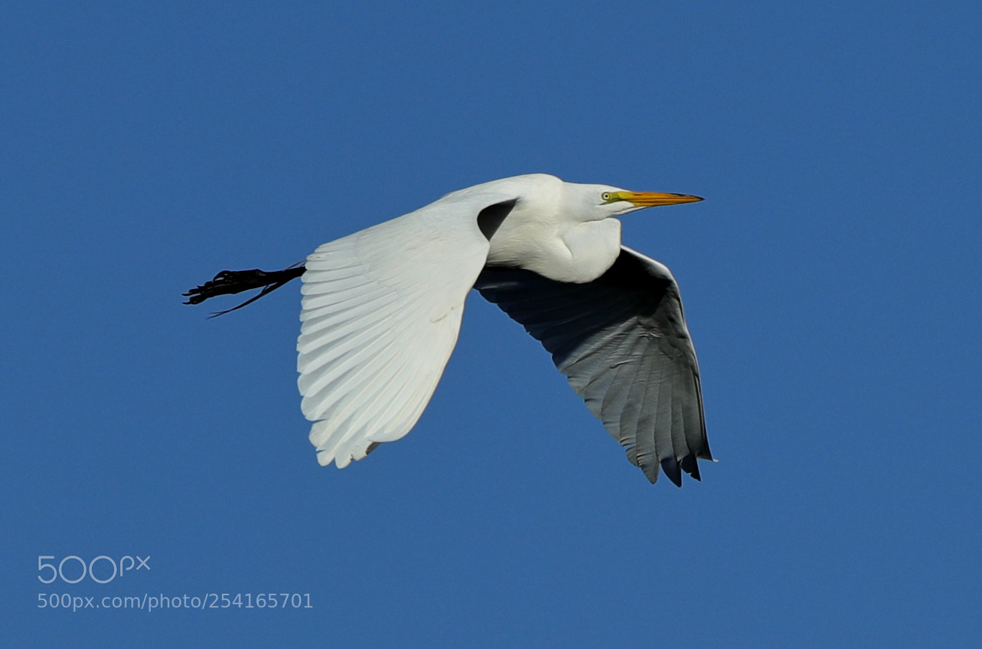 Canon EOS-1D X Mark II sample photo. 04-18-18-0013371.jpg photography