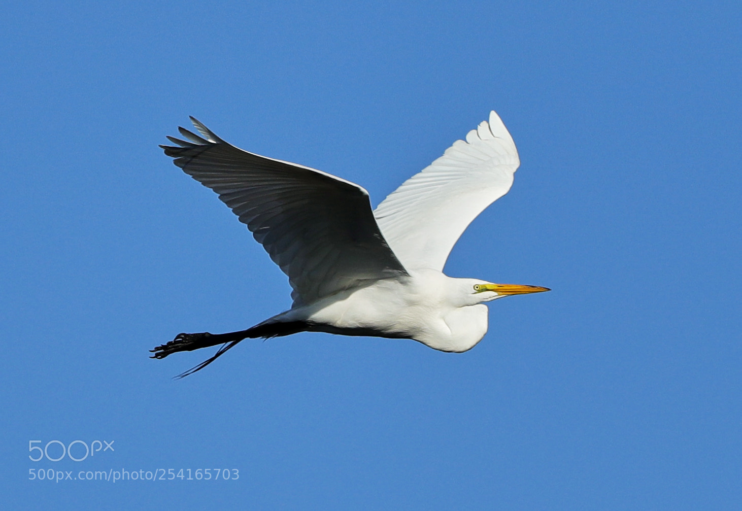 Canon EOS-1D X Mark II sample photo. 04-18-18-0013370.jpg photography
