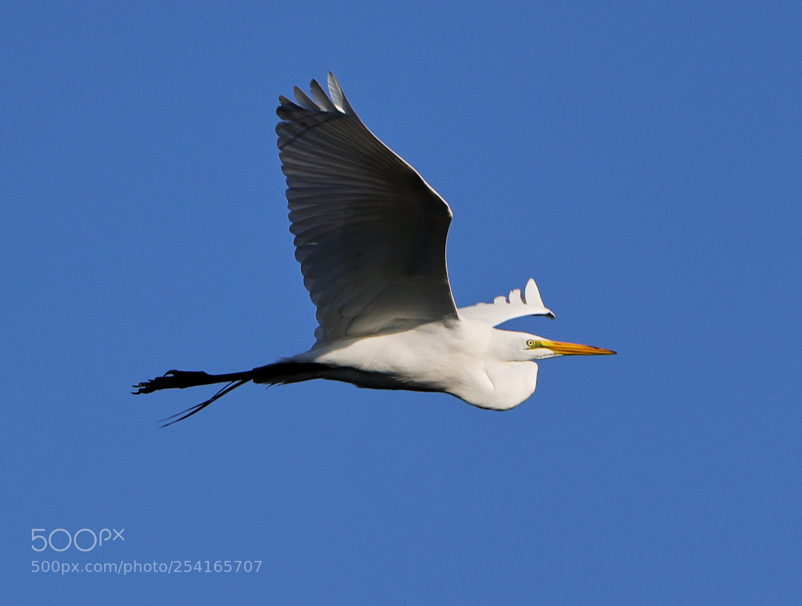Canon EOS-1D X Mark II sample photo. 04-18-18-0013367.jpg photography