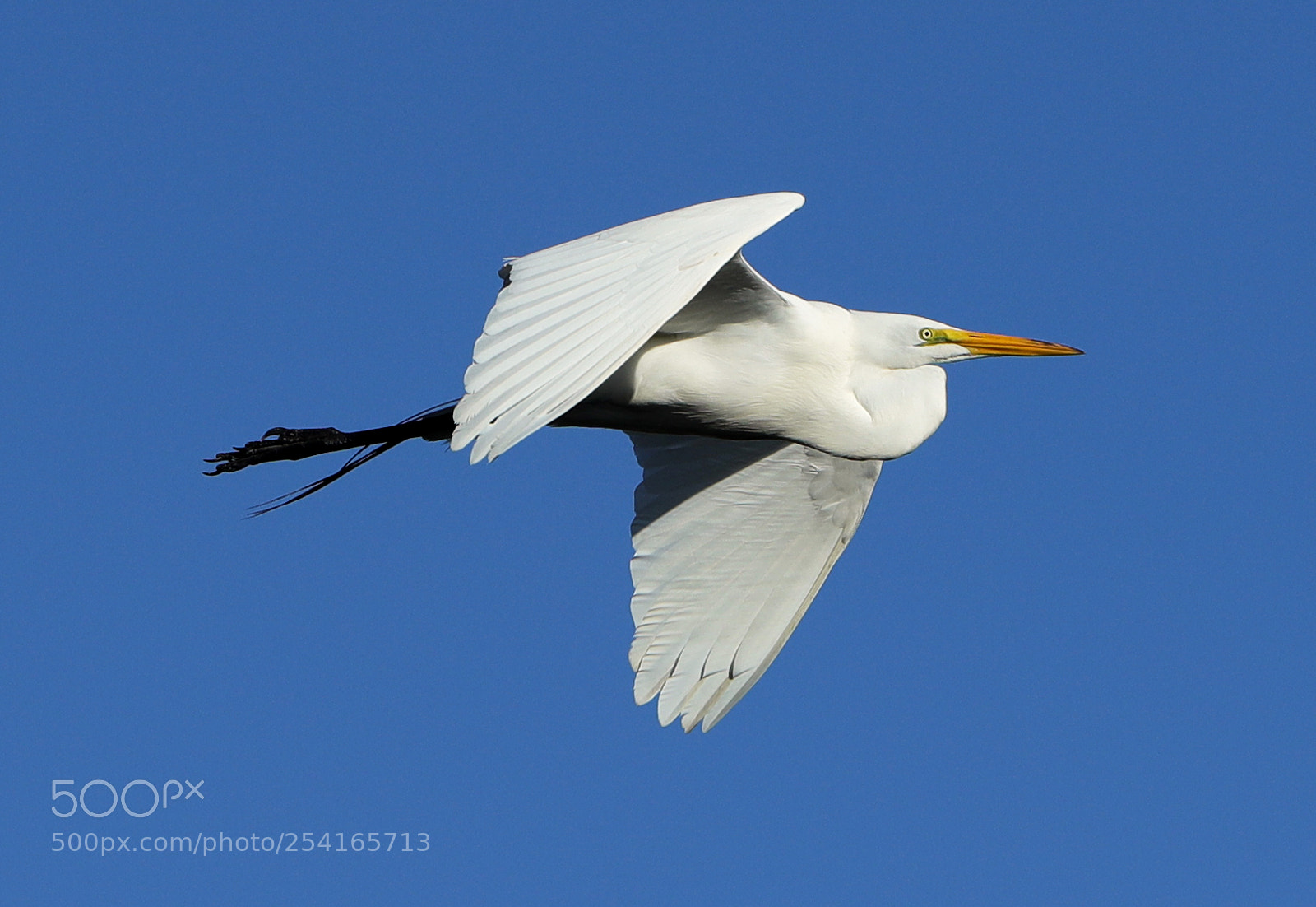 Canon EOS-1D X Mark II sample photo. 04-18-18-0013366.jpg photography