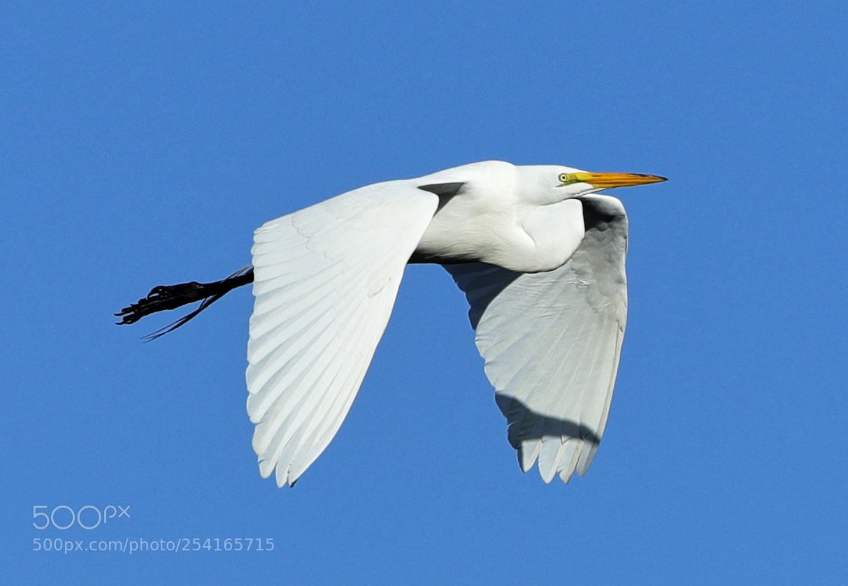 Canon EOS-1D X Mark II sample photo. 04-18-18-0013369.jpg photography