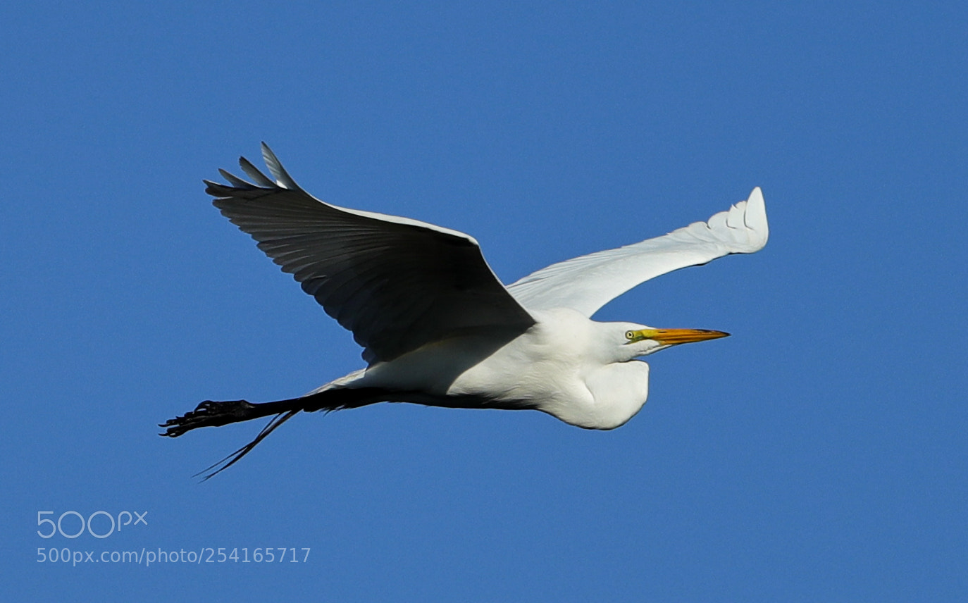 Canon EOS-1D X Mark II sample photo. 04-18-18-0013368.jpg photography
