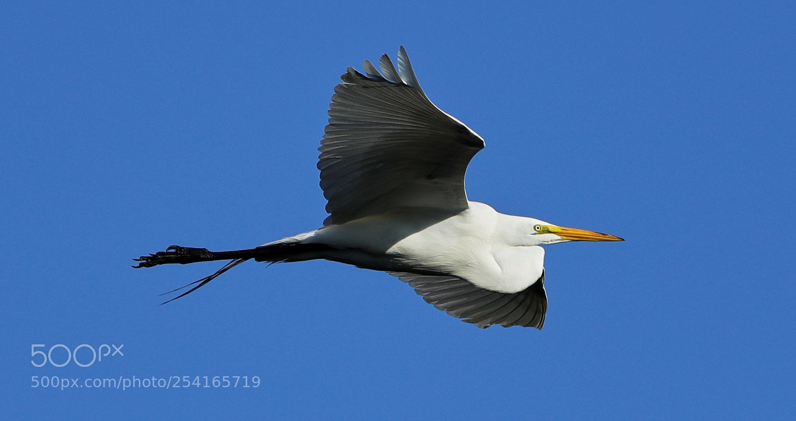 Canon EOS-1D X Mark II sample photo. 04-18-18-0013365.jpg photography