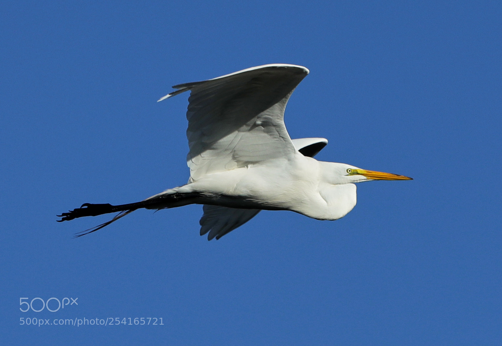 Canon EOS-1D X Mark II sample photo. 04-18-18-0013364.jpg photography