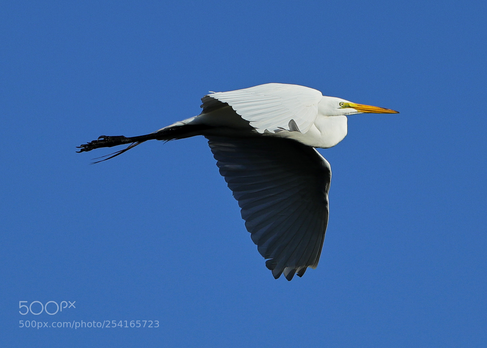 Canon EOS-1D X Mark II sample photo. 04-18-18-0013363.jpg photography