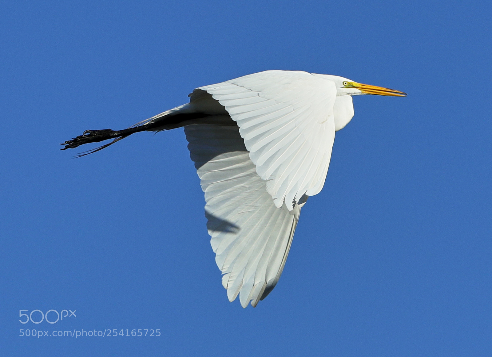 Canon EOS-1D X Mark II sample photo. 04-18-18-0013361.jpg photography