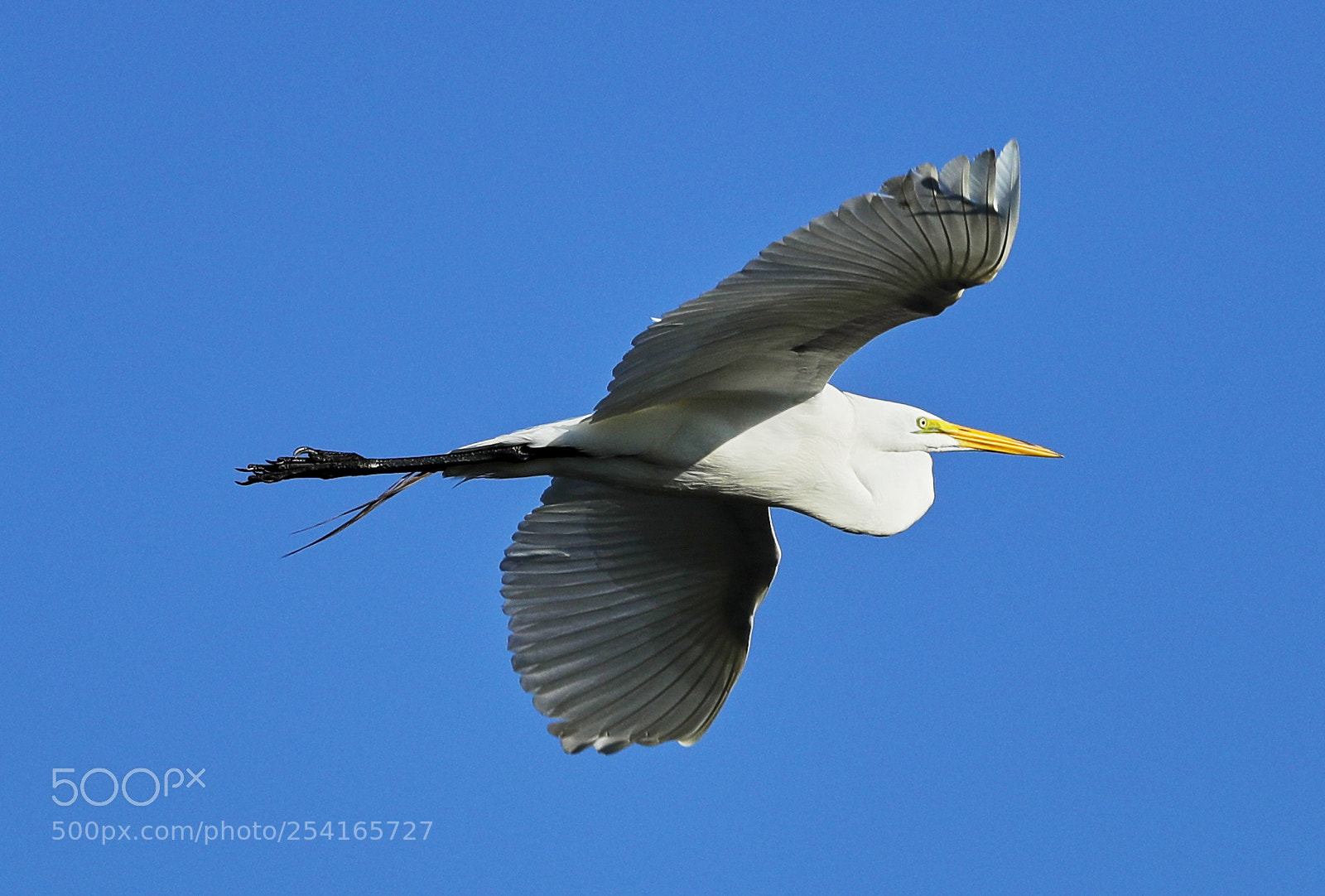 Canon EOS-1D X Mark II sample photo. 04-18-18-0013360.jpg photography