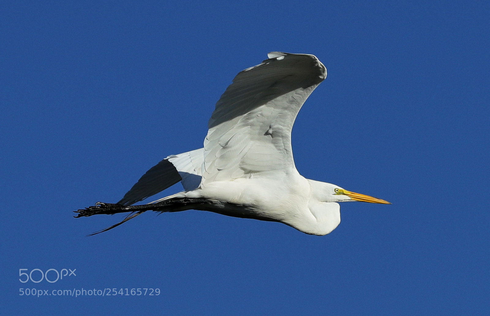 Canon EOS-1D X Mark II sample photo. 04-18-18-0013359.jpg photography