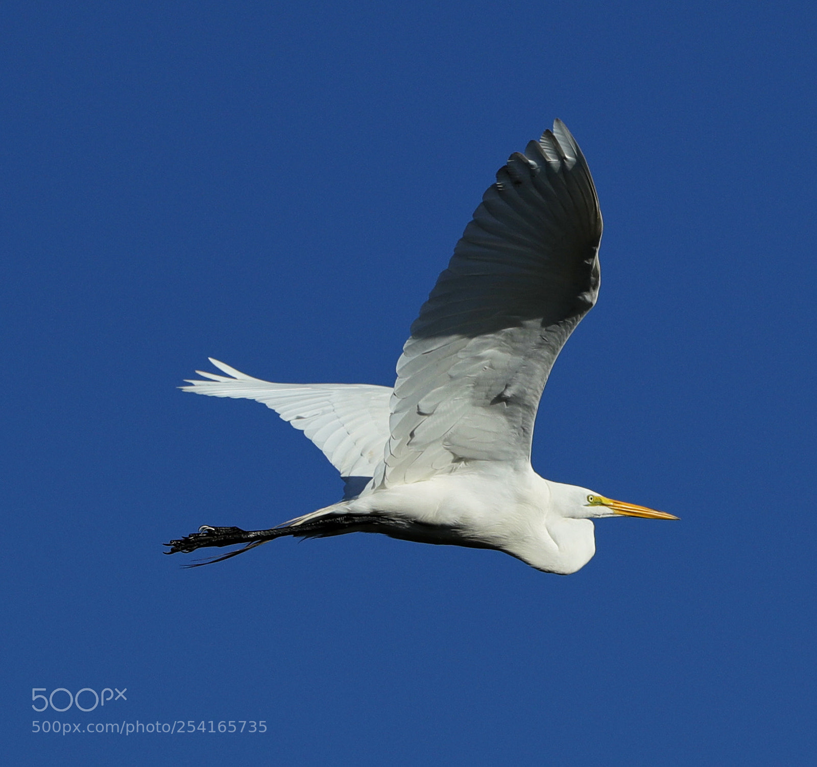 Canon EOS-1D X Mark II sample photo. 04-18-18-0013357.jpg photography