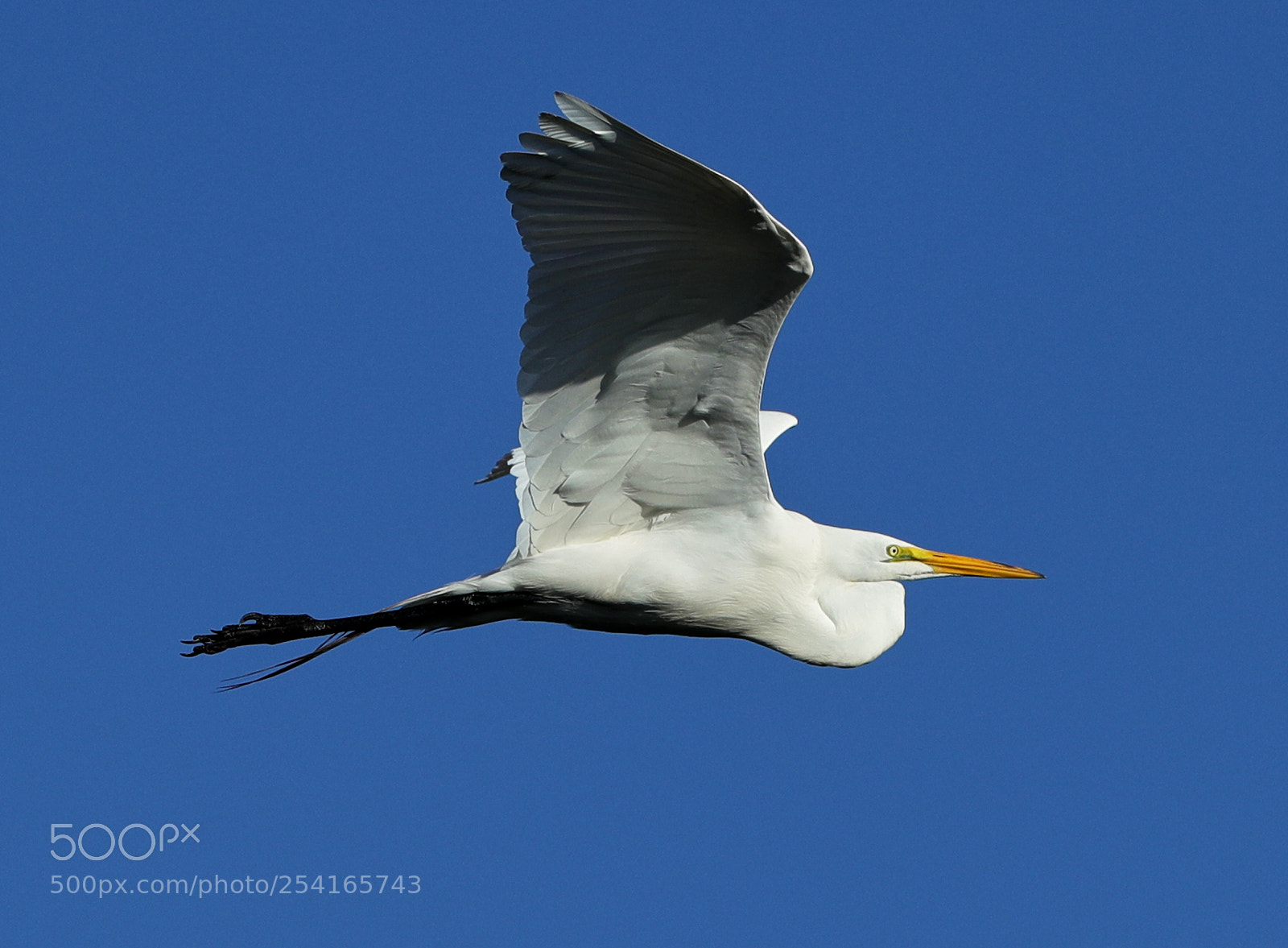 Canon EOS-1D X Mark II sample photo. 04-18-18-0013362.jpg photography