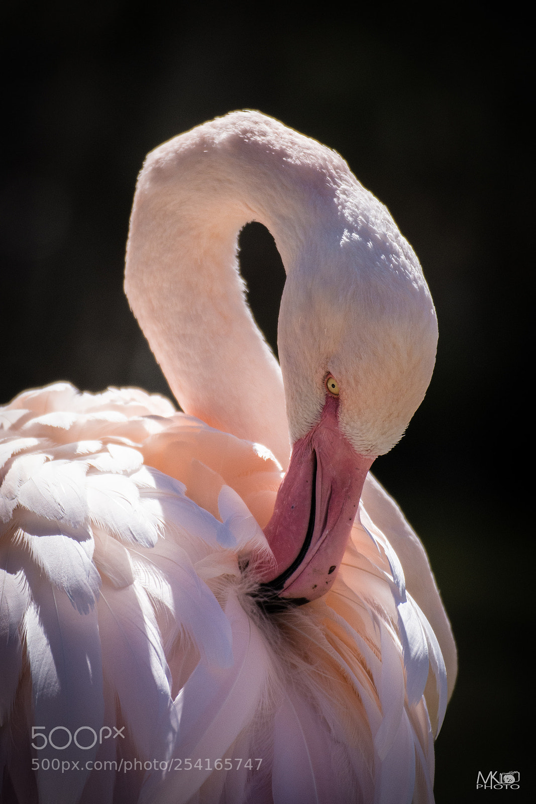 Nikon D7200 sample photo. Flamingo photography