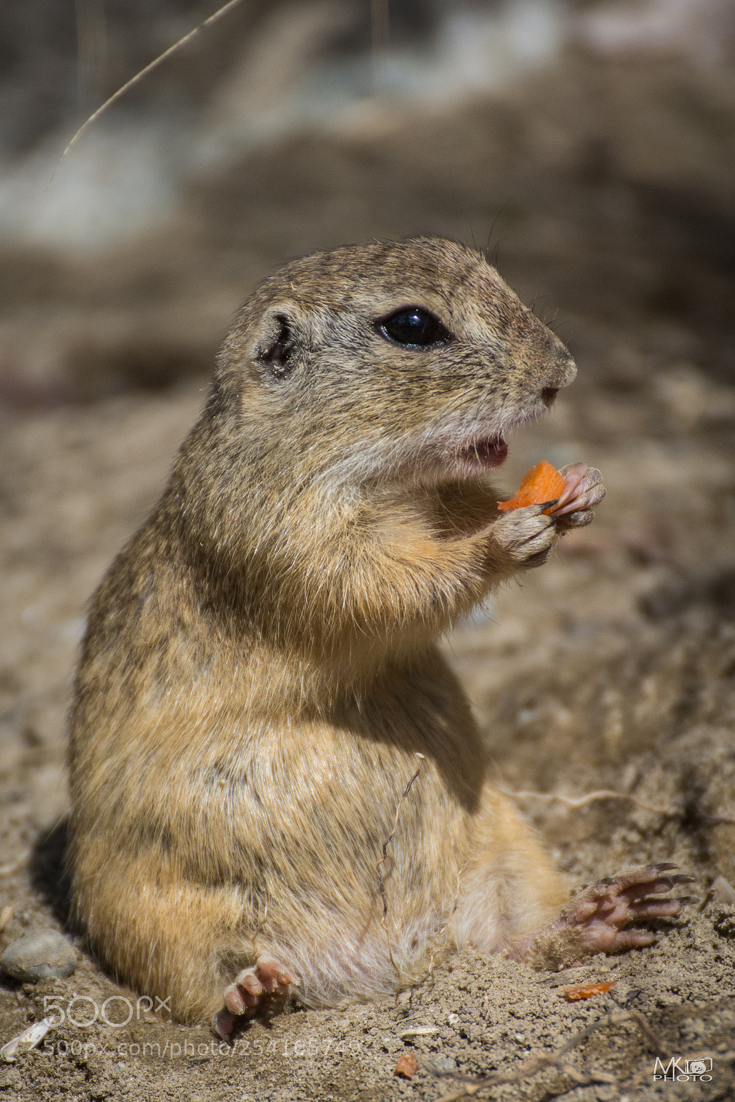 Nikon D7200 sample photo. Ground squirrel photography