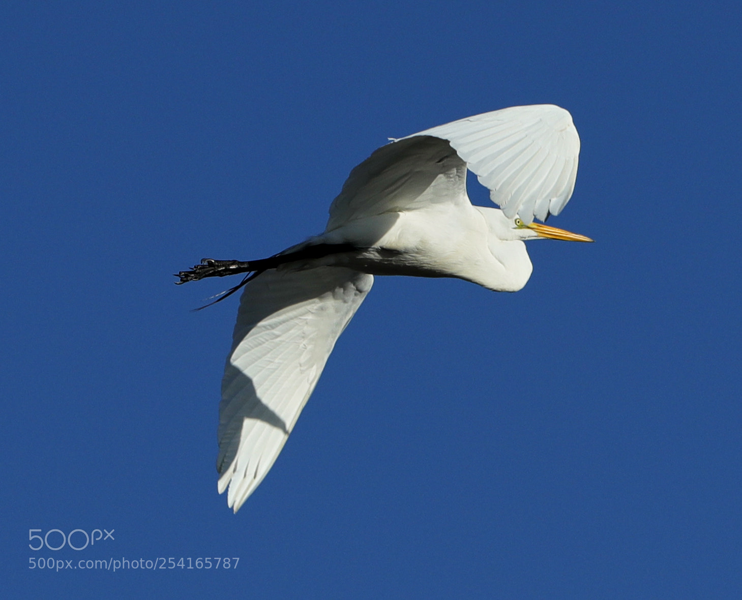 Canon EOS-1D X Mark II sample photo. 04-18-18-0013356.jpg photography