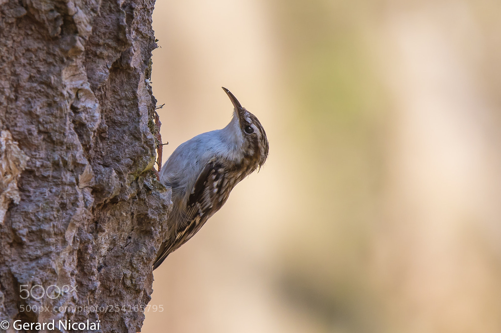 Canon EOS 7D Mark II sample photo. Short-toed tree creeper photography