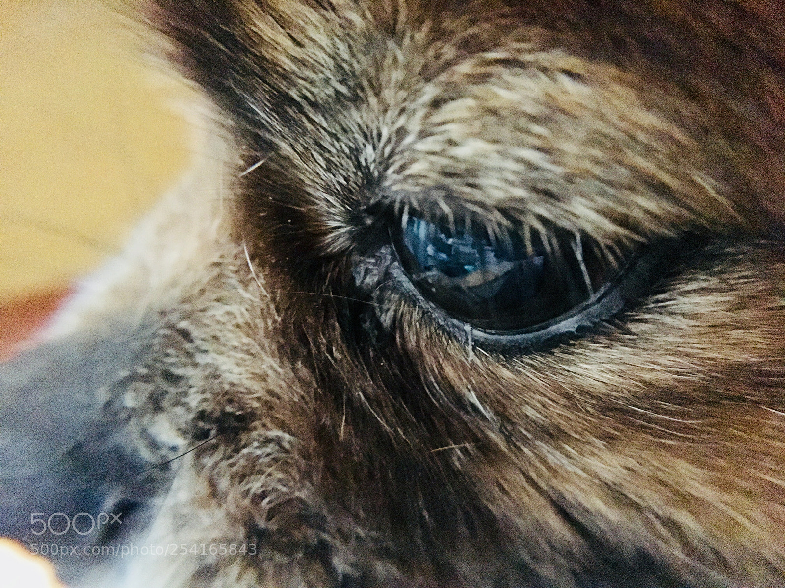 Apple iPhone 6s Plus sample photo. Dog photography