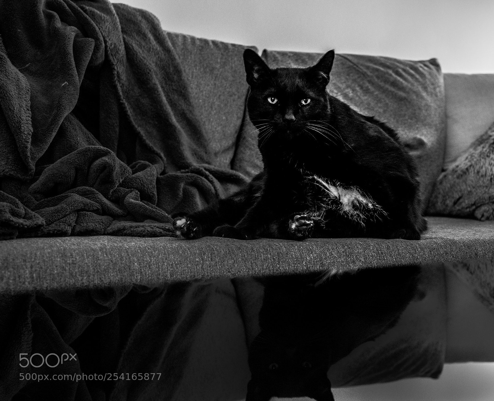 Nikon D5600 sample photo. Black cat photography