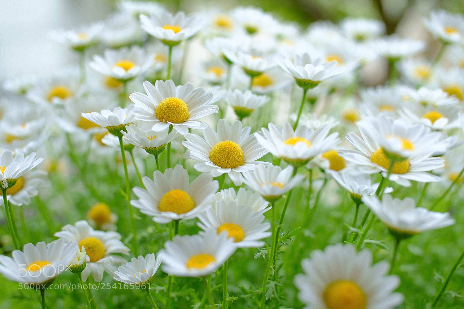 Fujifilm X-Pro1 sample photo. If the state of photography