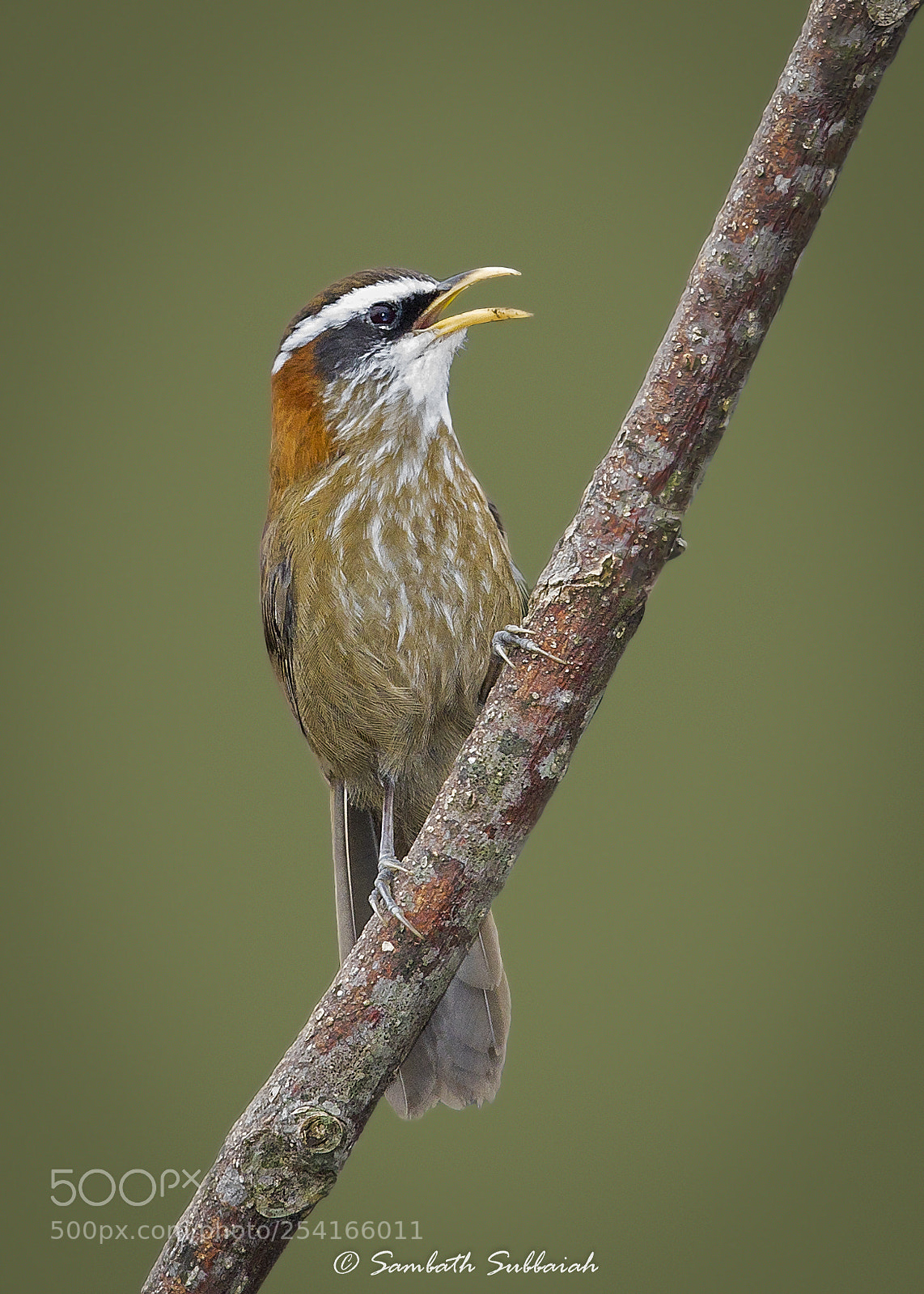 Canon EOS 7D Mark II sample photo. Streak breasted schmitter babbler photography