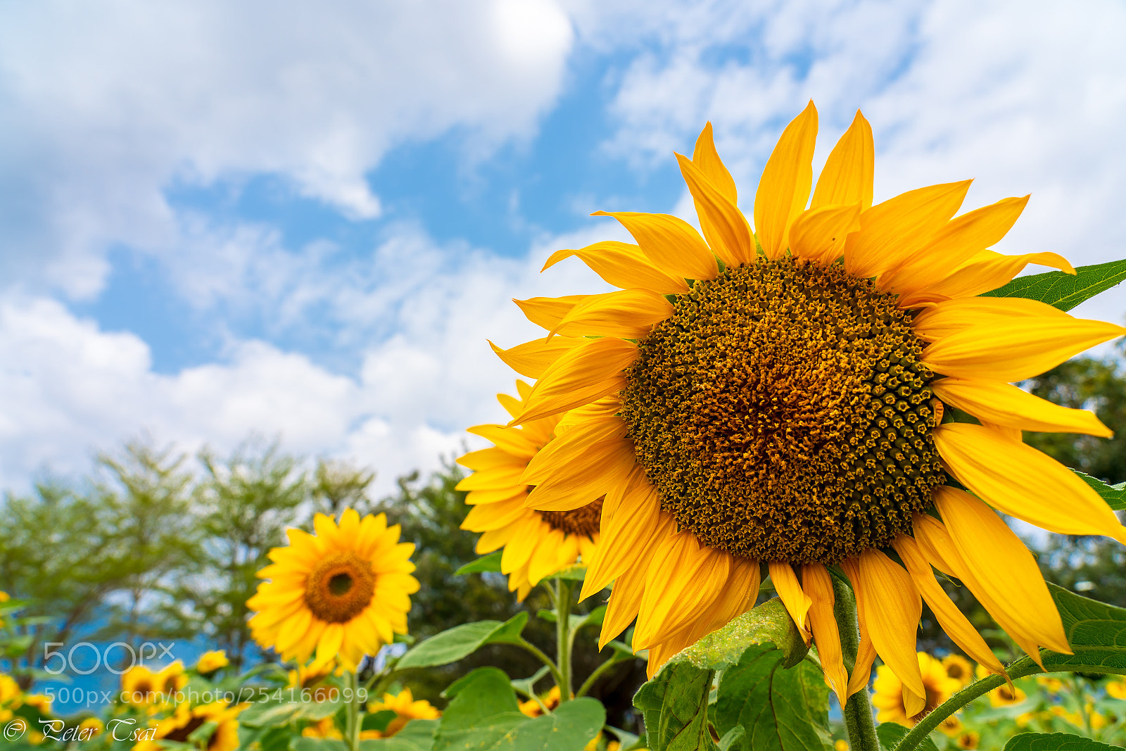 Sony a7R III sample photo. 向日葵 photography