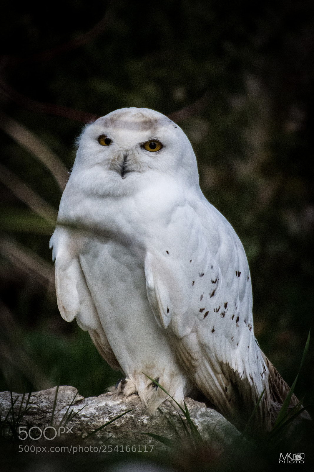 Nikon D7200 sample photo. Snowy owl photography
