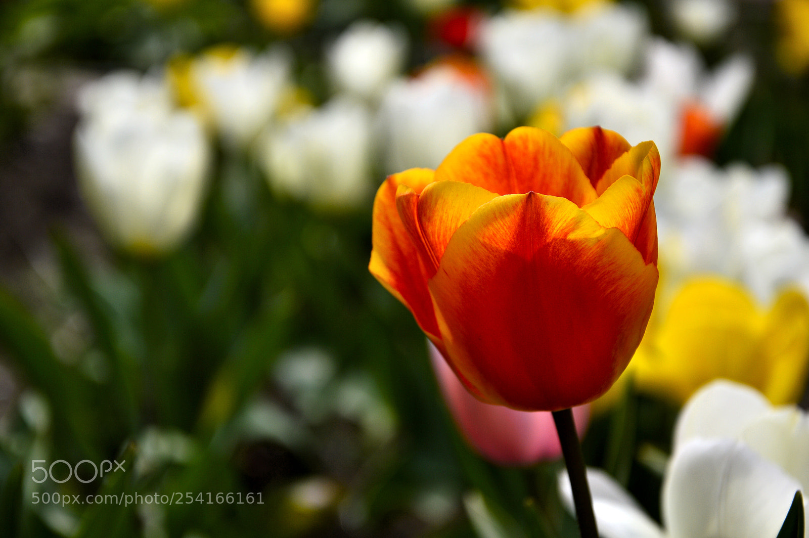 Nikon D3200 sample photo. Untitled photography