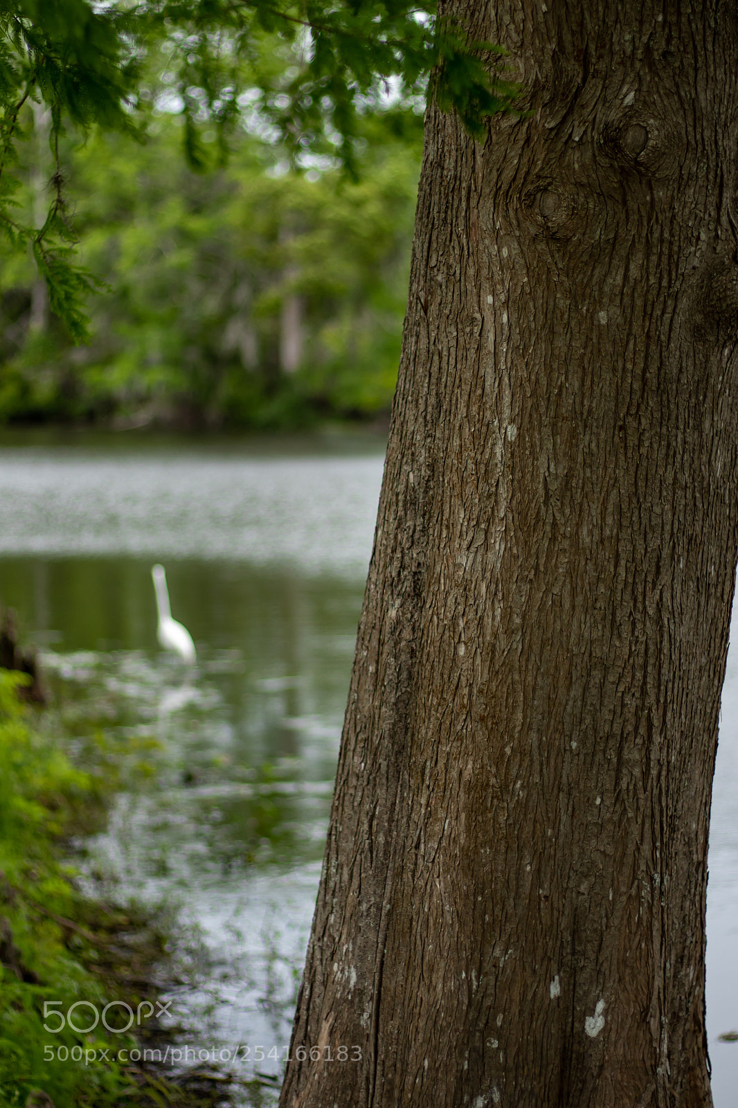 Canon EOS 7D Mark II sample photo. Bird behind a tree photography