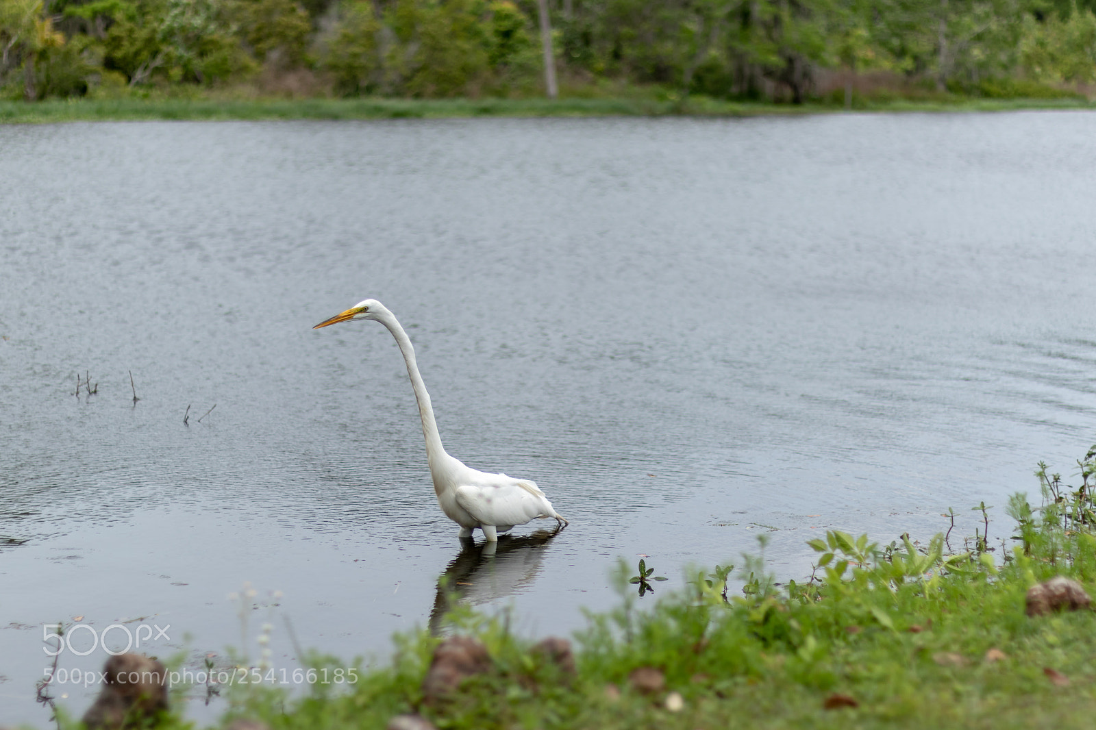 Canon EOS 7D Mark II sample photo. Bird on a riverbank photography
