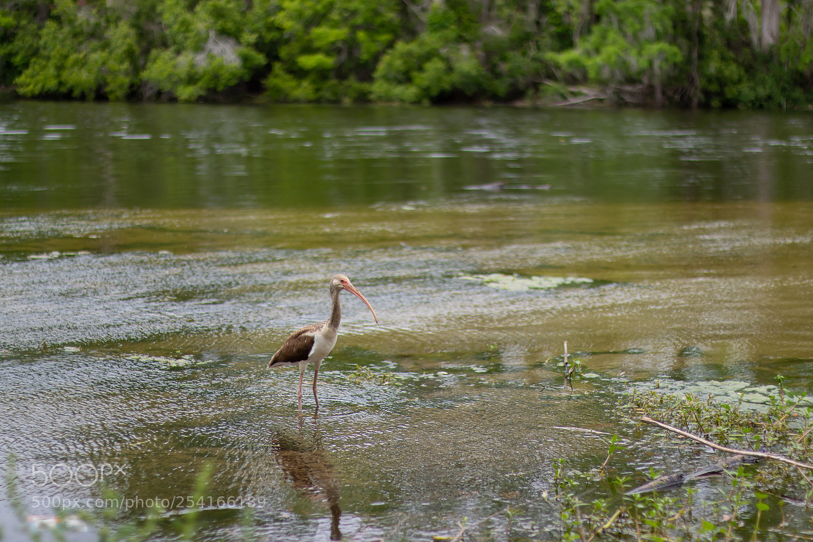 Canon EOS 7D Mark II sample photo. Bird posing in river photography