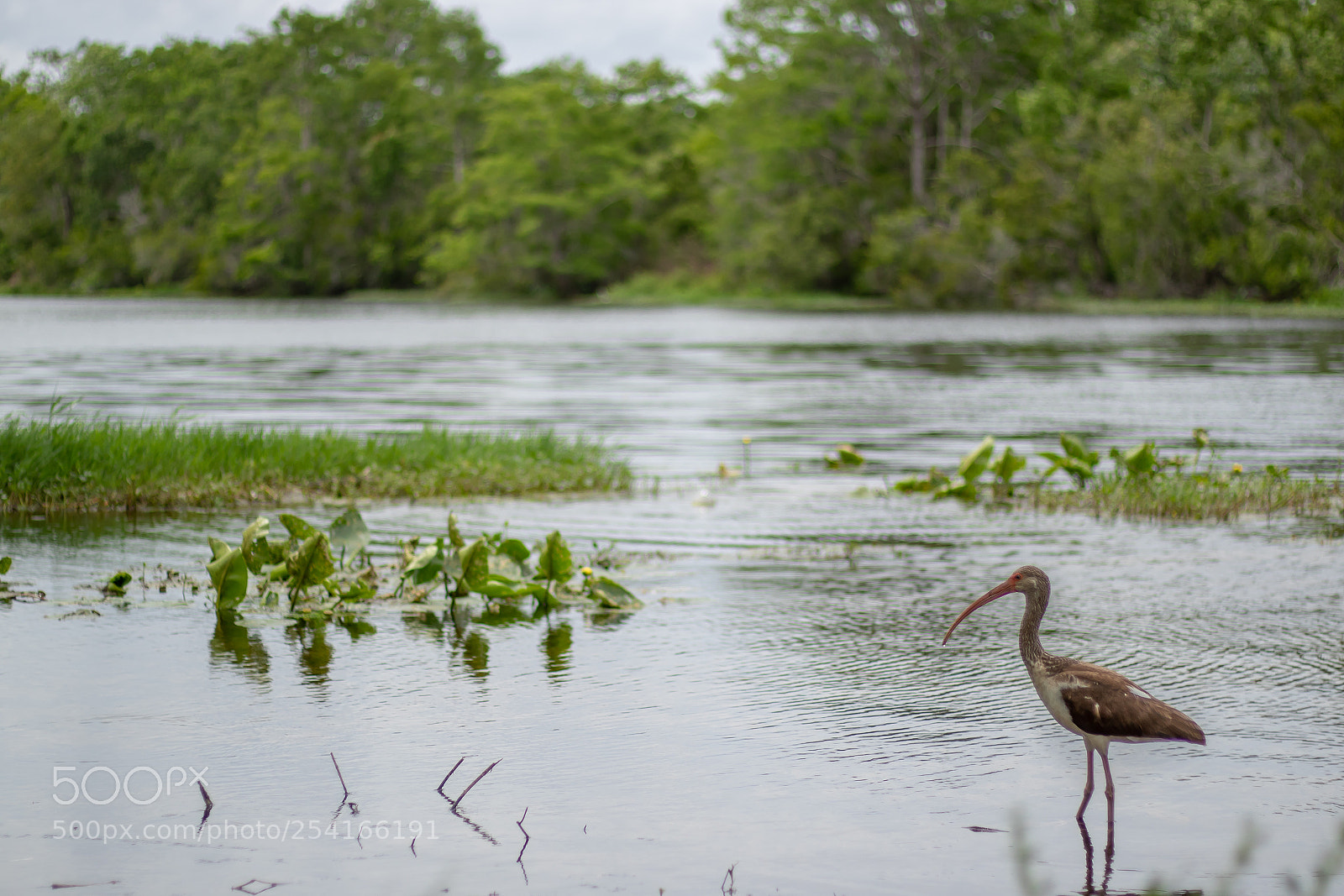 Canon EOS 7D Mark II sample photo. Bird walking in river photography