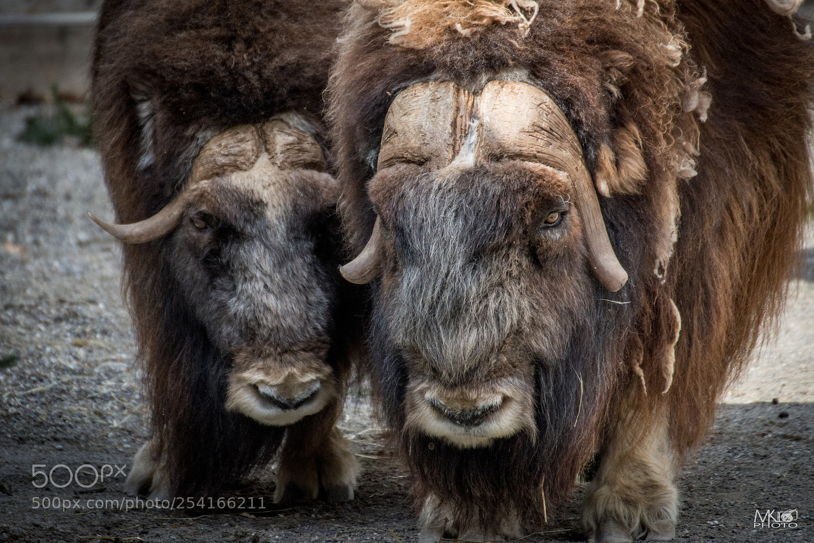 Nikon D7200 sample photo. Wildlife photography