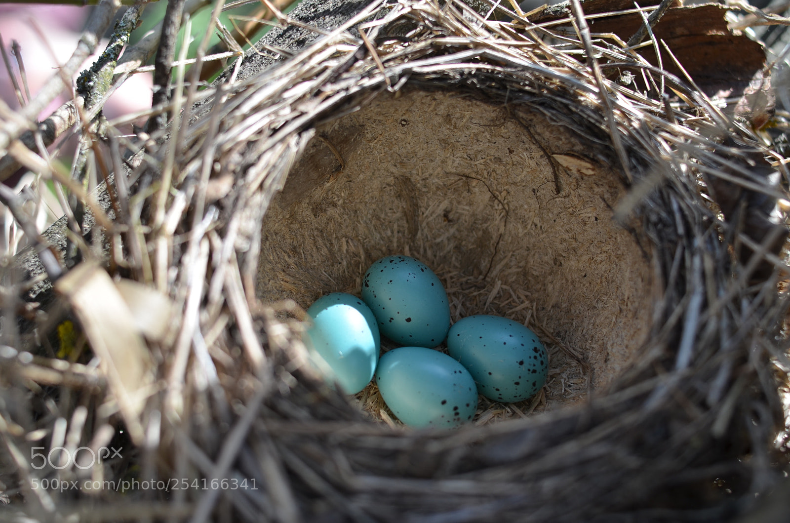 Nikon D5100 sample photo. Untitled photography