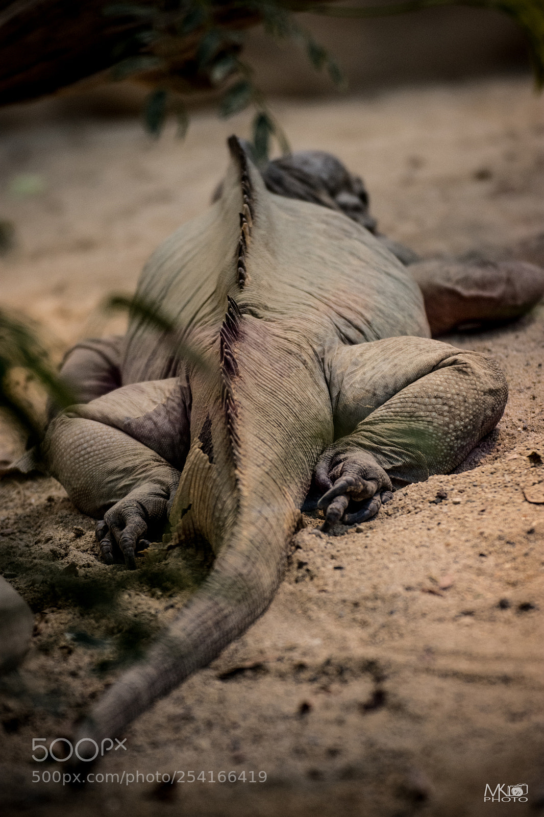 Nikon D7200 sample photo. Saurian photography