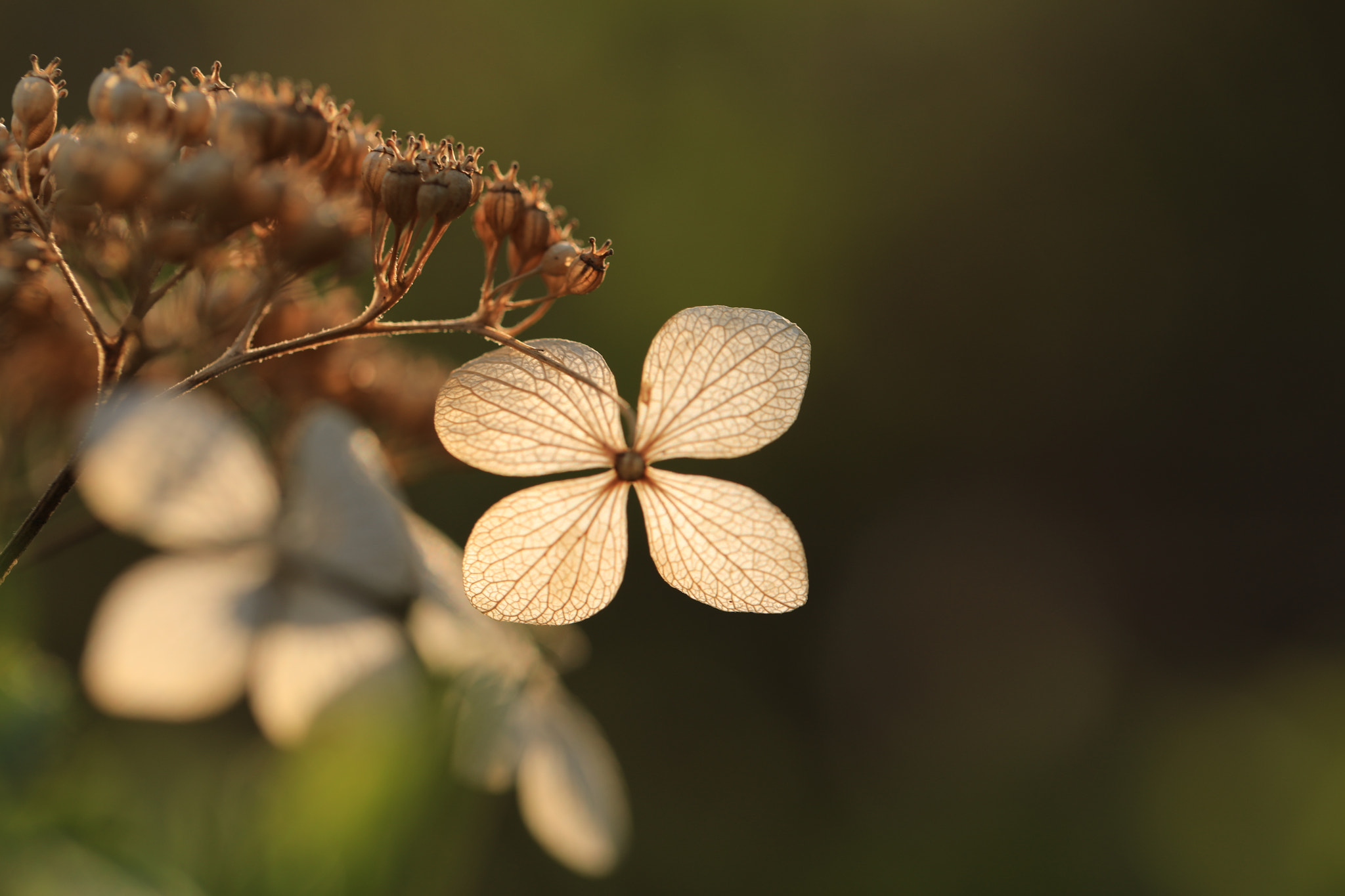 Canon EF 100mm F2.8L Macro IS USM sample photo. Sunset leaves photography