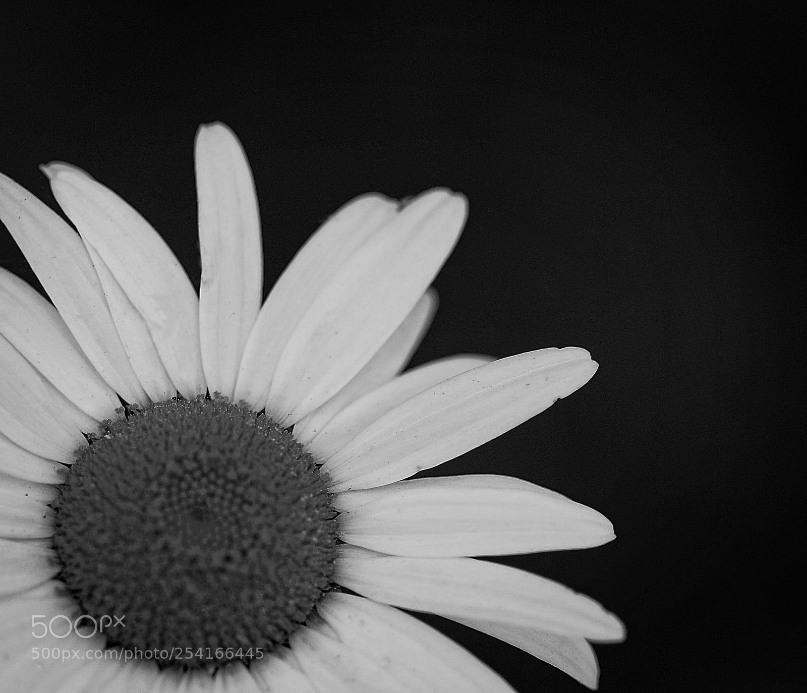 Canon EOS 70D sample photo. Margarita photography