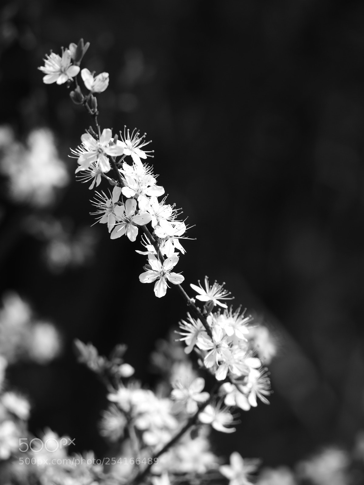 Olympus OM-D E-M10 II sample photo. Blooming photography
